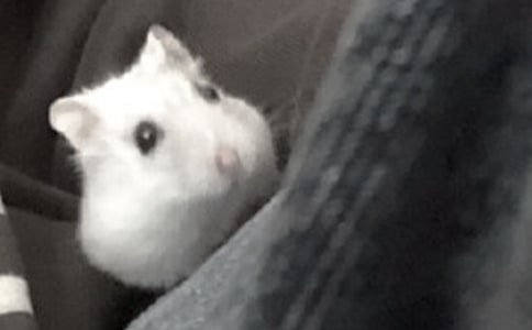ҼҵĂ}