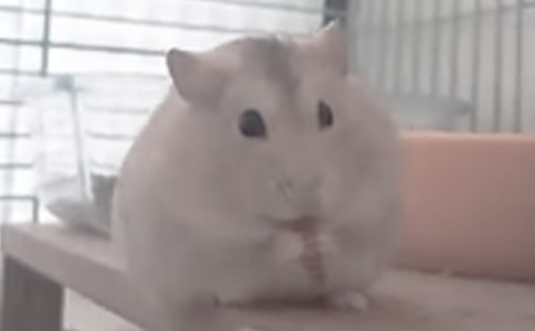 ȤĂ}(cng)