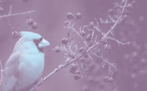 (dng)ֲʯ