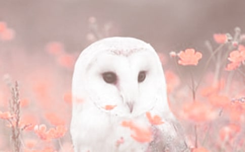 ̰˼Ʒ o(h)(dng)ֲ̌W(xu)O(sh)Ӌ(j)
