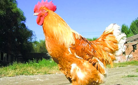 öСu