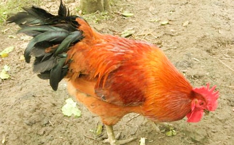 öĹu