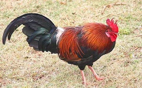 u(zhn)