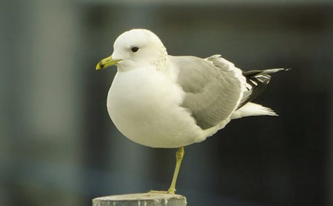 tӛ