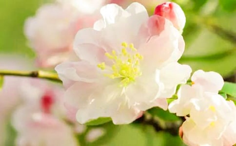 Ļ