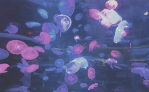 󹫈@֮