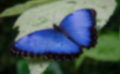 T׽