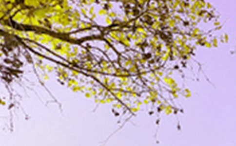 СW(xu)ɫĺϼƪ
