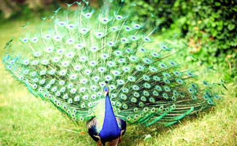 茑ȸ