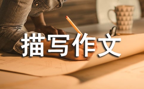 茑600