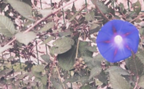 ҼҵĠ