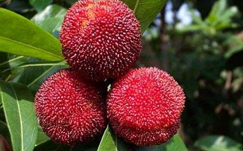 ժ÷(R15ƪ)