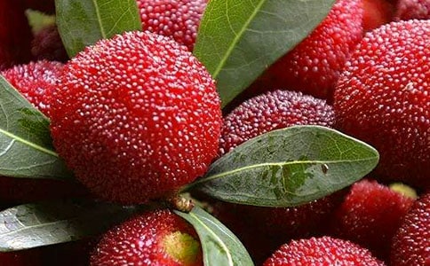 ժ÷ąR(15ƪ)