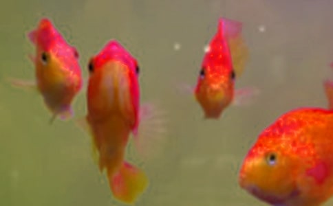 ~ُ(gu)Nͬ