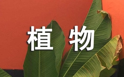 T茑ֲąRƪ
