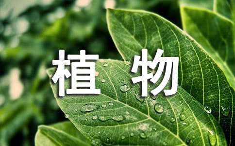 x茑ֲСW(xu)İƪ
