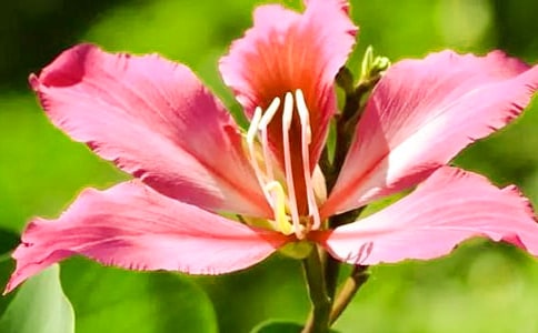 һG_r(sh)800